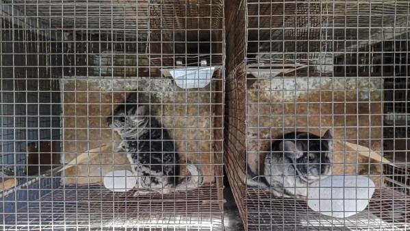 Welfare group reports severe breaches on Romanian fur farms AP News